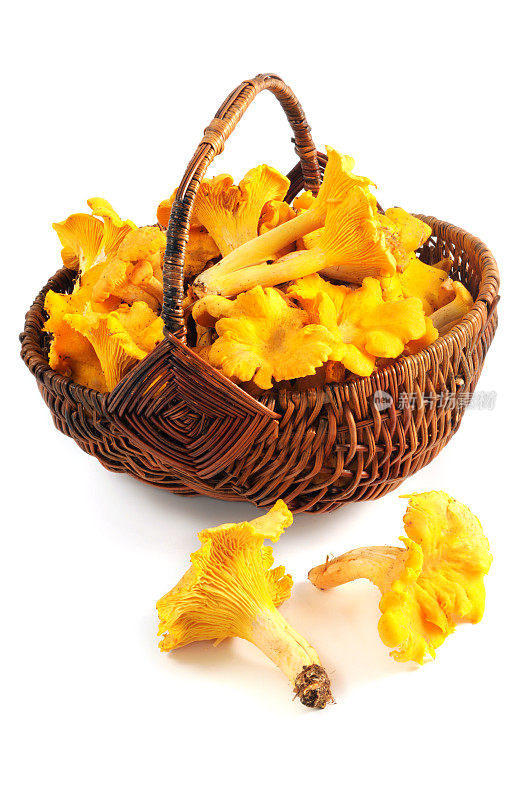 金鸡油菌(Cantharellus cibarius)放在篮子里